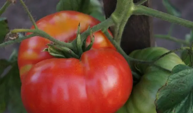 Tomato Love F1: characteristics and description of the variety