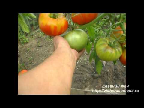 Tomato Love F1: characteristics and description of the variety