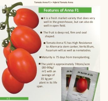 Tomato Love F1: characteristics and description of the variety