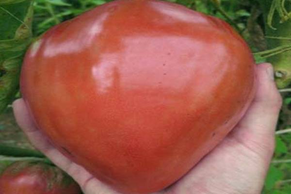 Tomato Loving Heart: characteristics, productivity