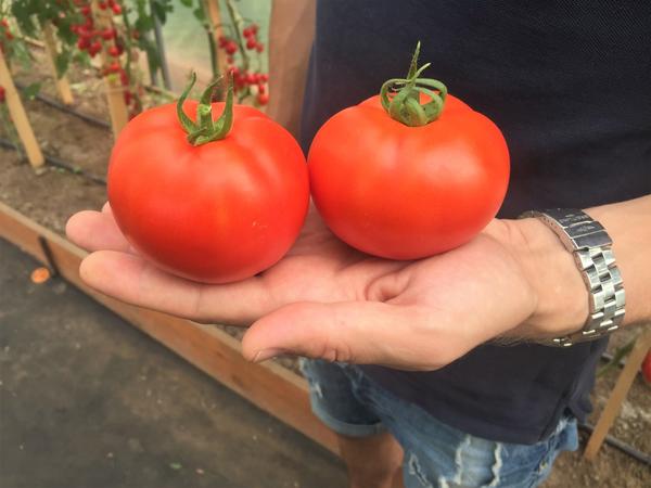 Tomato Lyrica