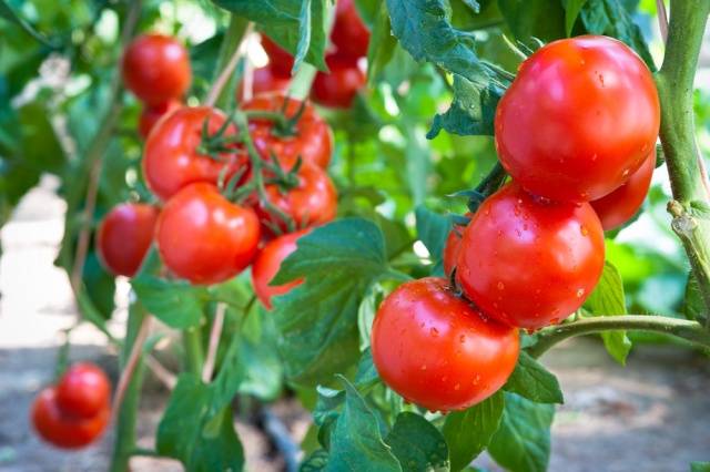 Tomato Lyudmila