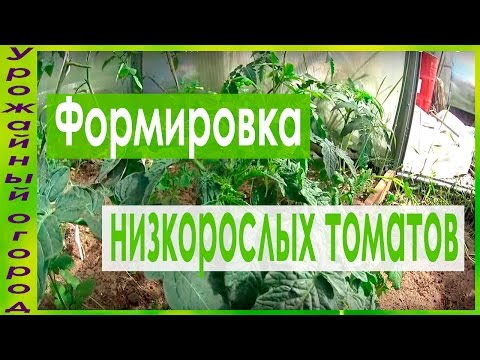 Tomato Lyudmila