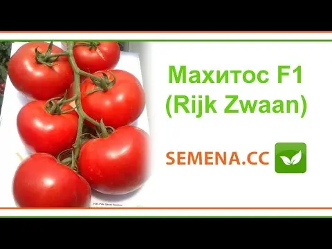 Tomato Mahitos F1