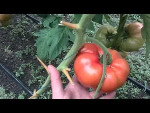 Tomato Mahitos F1