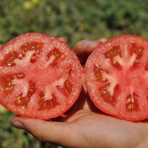 Tomato Mahitos F1