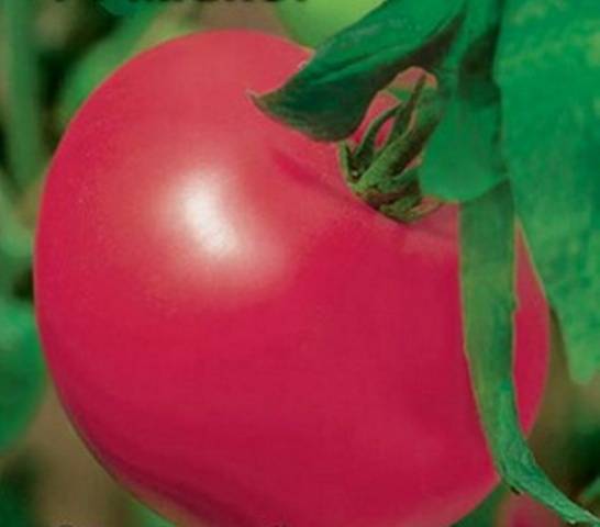 Tomato Major: characteristics and description of the variety