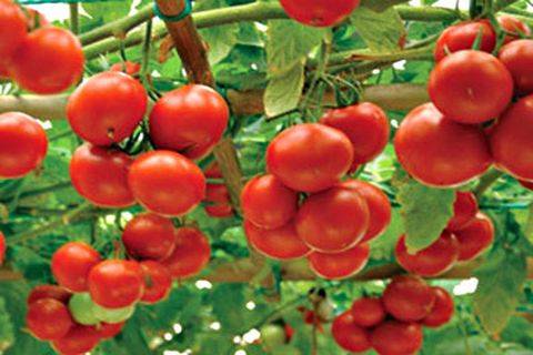 Tomato Major: characteristics and description of the variety