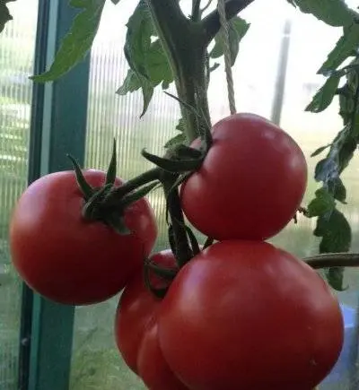 Tomato Major: characteristics and description of the variety