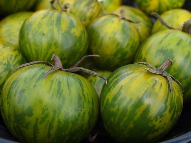 Tomato Malachite box: characteristics and description of the variety