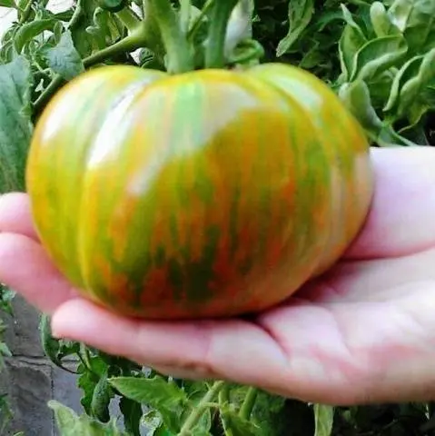 Tomato Malachite box: characteristics and description of the variety