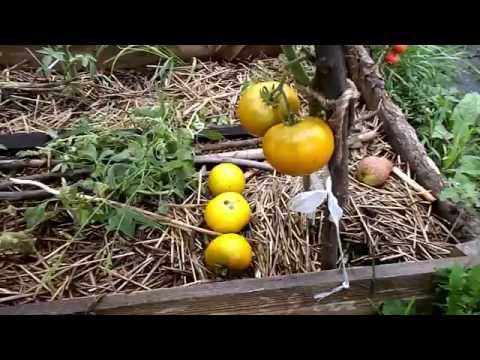 Tomato Malachite box: characteristics and description of the variety