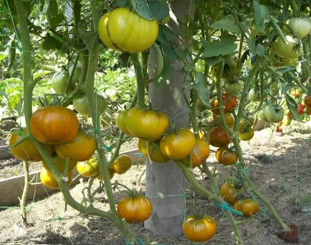 Tomato Malachite box: characteristics and description of the variety