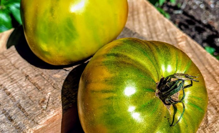 Tomato Malachite box: characteristics and description of the variety