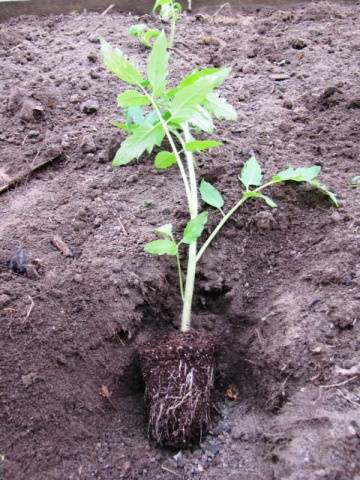 Tomato Malachite box: characteristics and description of the variety