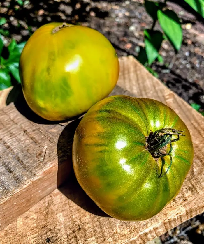 Tomato Malachite box: characteristics and description of the variety