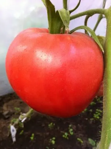 Tomato Malinovka: reviews + photos