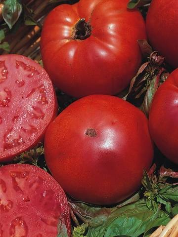 Tomato Marmande: characteristics and description of the variety