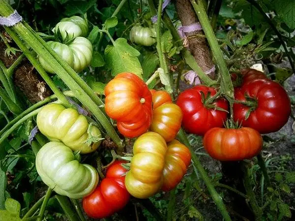 Tomato Marmande: characteristics and description of the variety