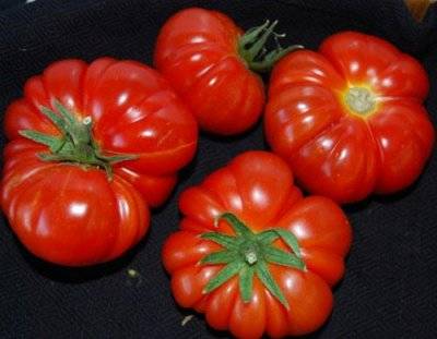 Tomato Marmande: characteristics and description of the variety