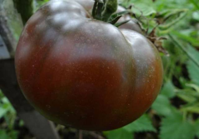 Tomato marshmallow in chocolate