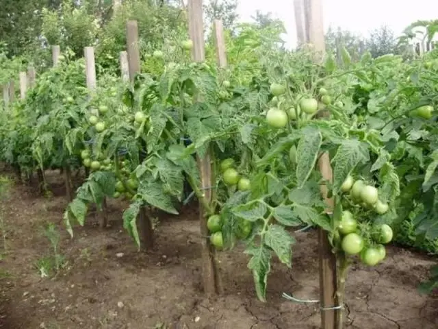 Tomato Marusya: description, reviews