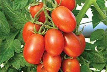 Tomato Marusya: description, reviews