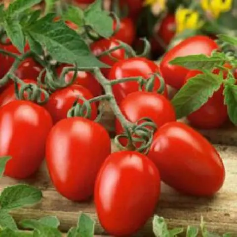 Tomato Marusya: description, reviews