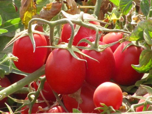 Tomato Marusya: description, reviews