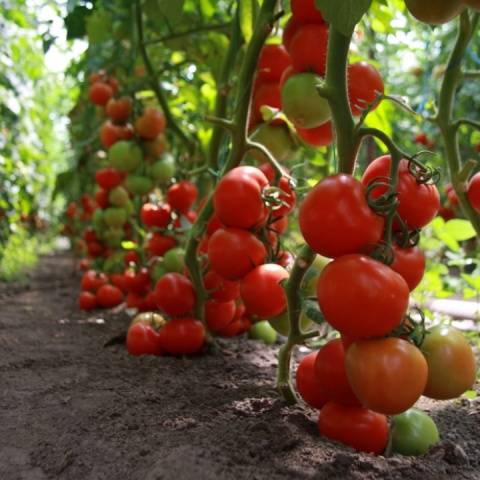 Tomato Maryina Grove: reviews, photos, yield