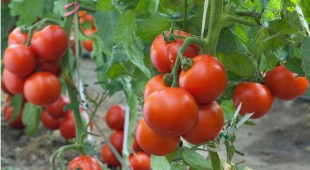 Tomato Maryina Grove: reviews, photos, yield