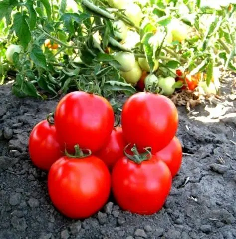 Tomato Maryina Grove: reviews, photos, yield