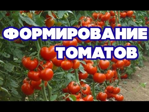 Tomato Maryina Grove: reviews, photos, yield