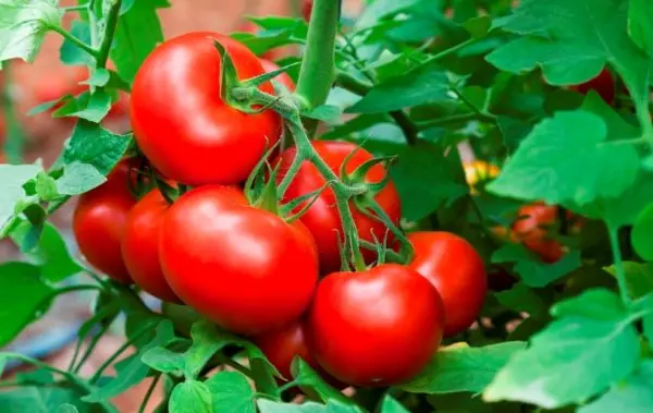 Tomato Maryina Grove: reviews, photos, yield