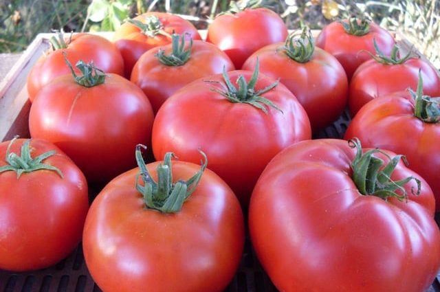 Tomato Mashenka: reviews, photos, yield