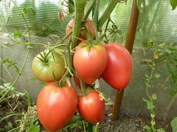 Tomato Mazarini: characteristics and description of the variety