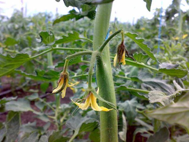 Tomato Mazarini: characteristics and description of the variety