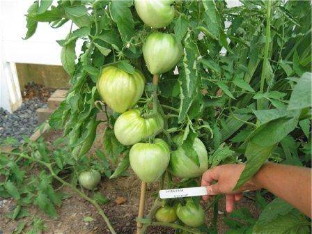 Tomato Mazarini: characteristics and description of the variety