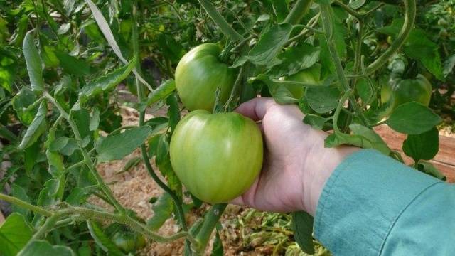 Tomato Mazarini: characteristics and description of the variety