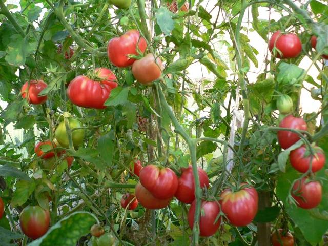 Tomato Mazarini: characteristics and description of the variety