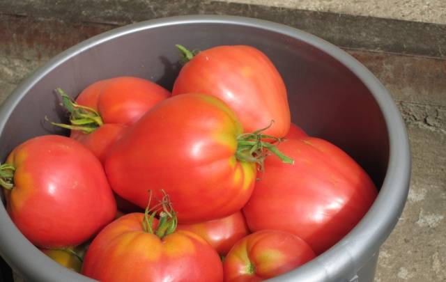 Tomato Mazarini: characteristics and description of the variety