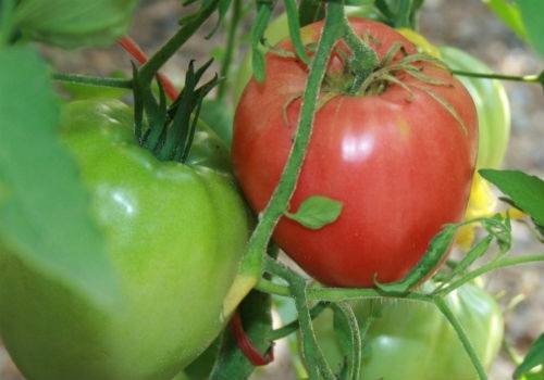 Tomato Mazarini: characteristics and description of the variety