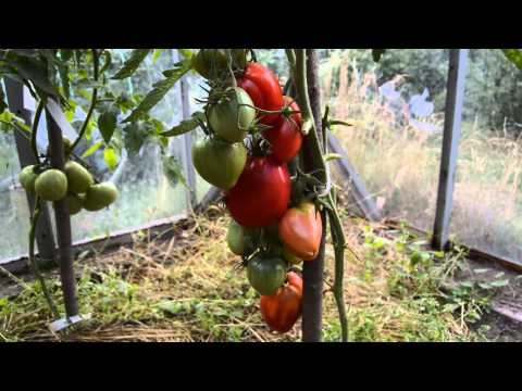 Tomato Mazarini: characteristics and description of the variety