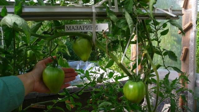 Tomato Mazarini: characteristics and description of the variety