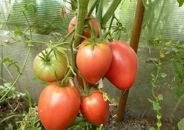 Tomato Mazarini: characteristics and description of the variety