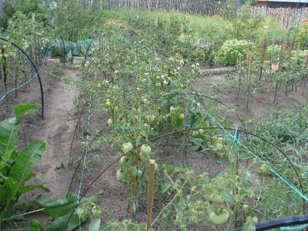 Tomato Mazarini: characteristics and description of the variety