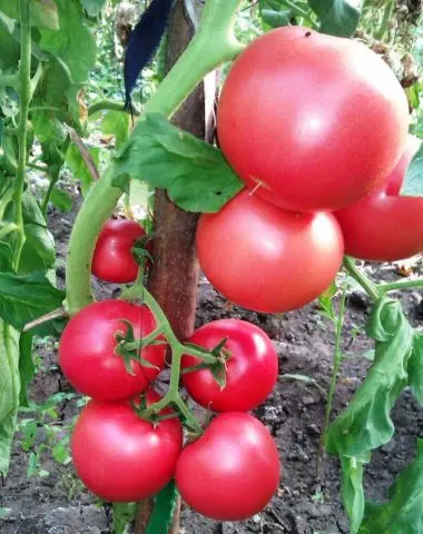 Tomato Meaty sugary: reviews, photos, yield