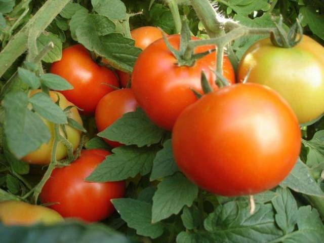 Tomato Merry Dwarf: reviews, description of a series of varieties