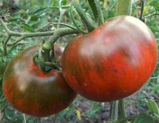 Tomato Merry Dwarf: reviews, description of a series of varieties