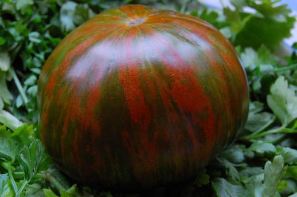 Tomato Merry Dwarf: reviews, description of a series of varieties